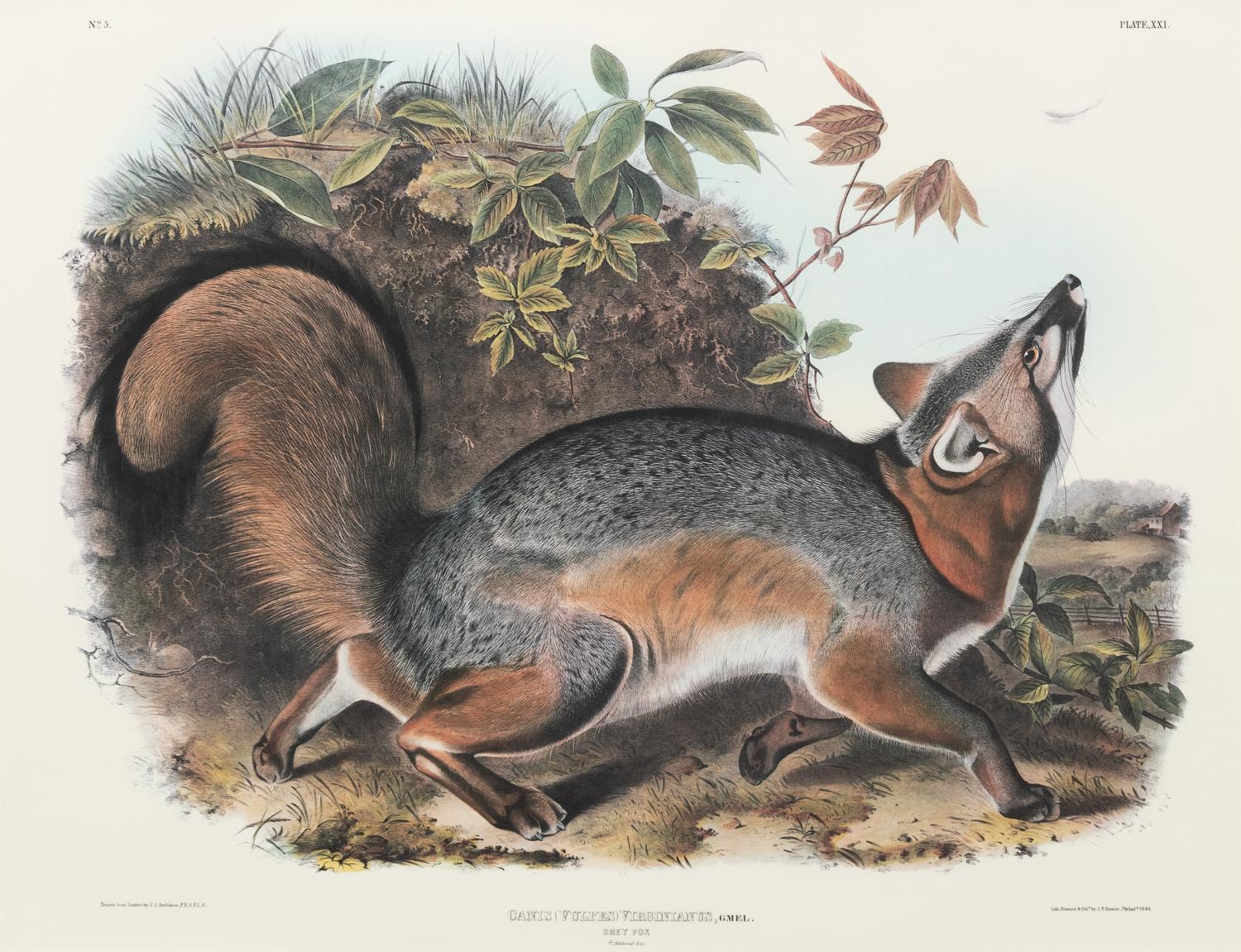 After John James Audubon (American, 1785-1851)