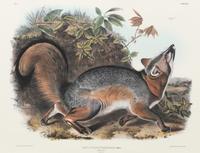 After John James Audubon (American, 1785-1851)
