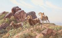 Desert Bighorn Sheep