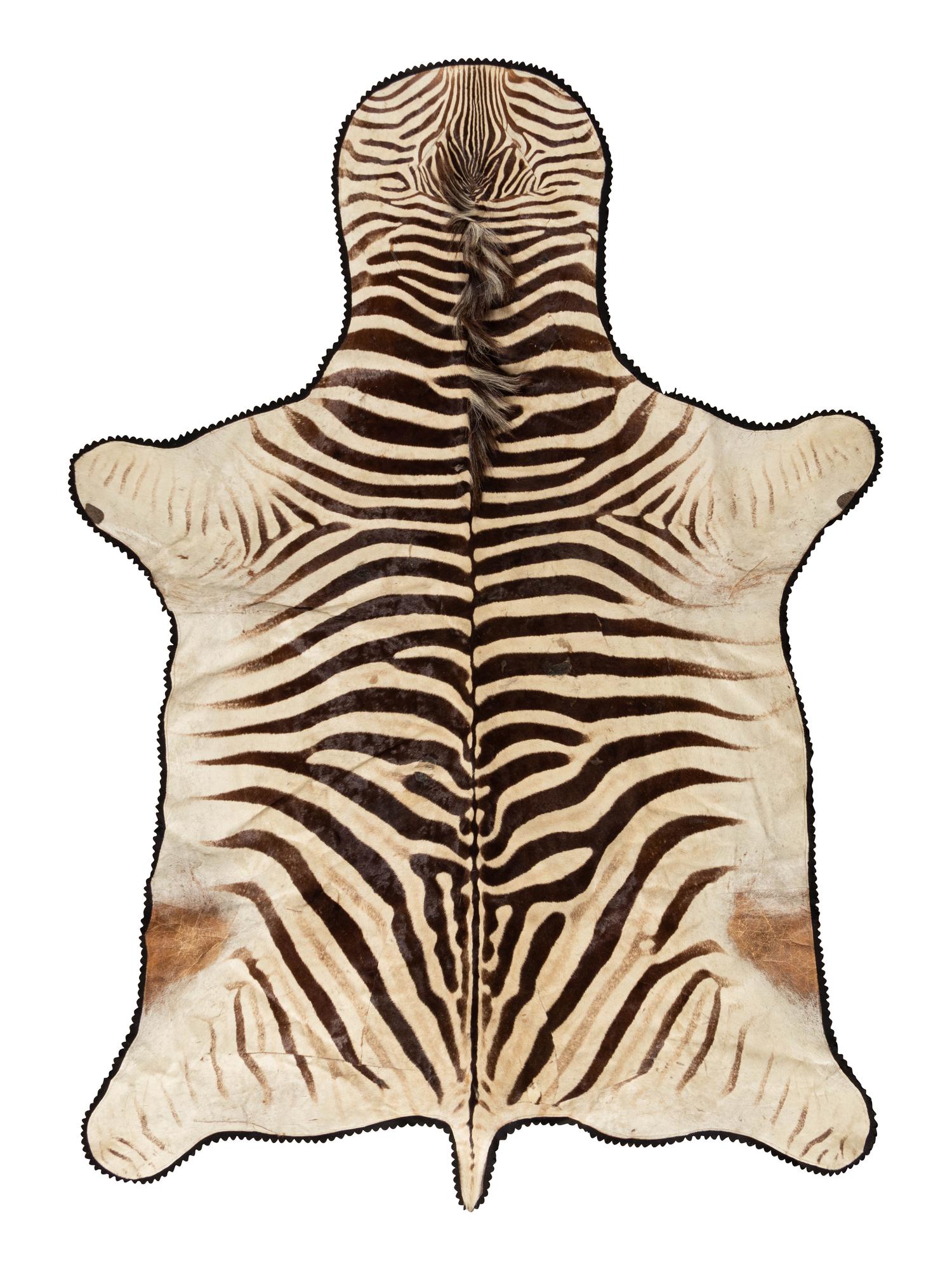 A Taxidermy Zebra Rug