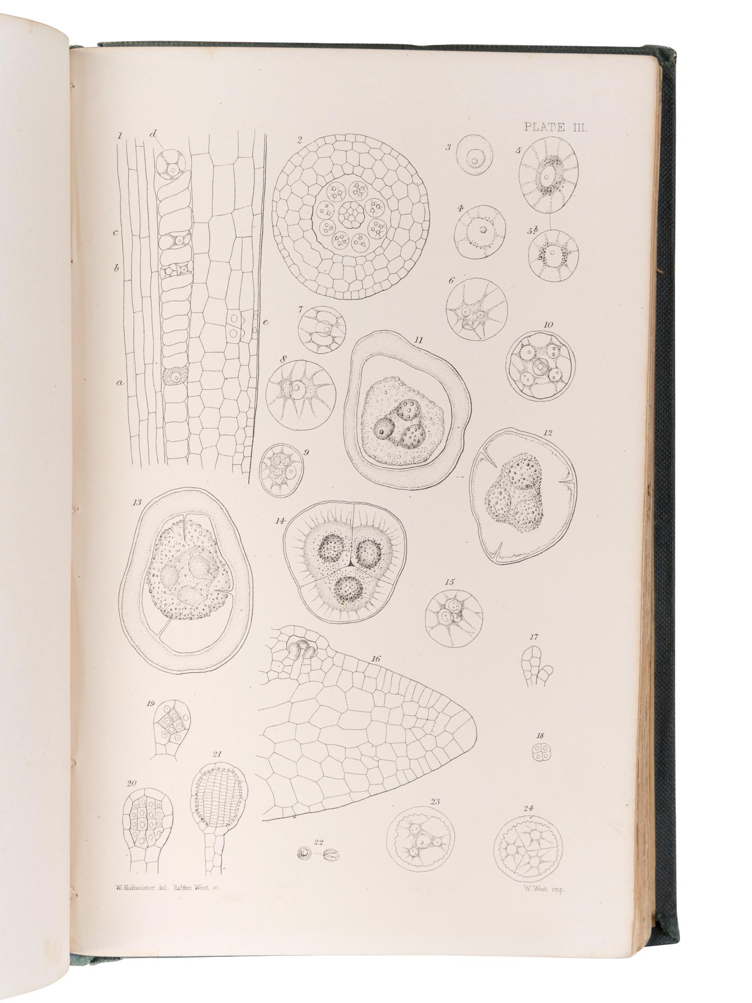 [BOTANY -- PLANT HYBRIDIZATION]. A group of 25 works, including: