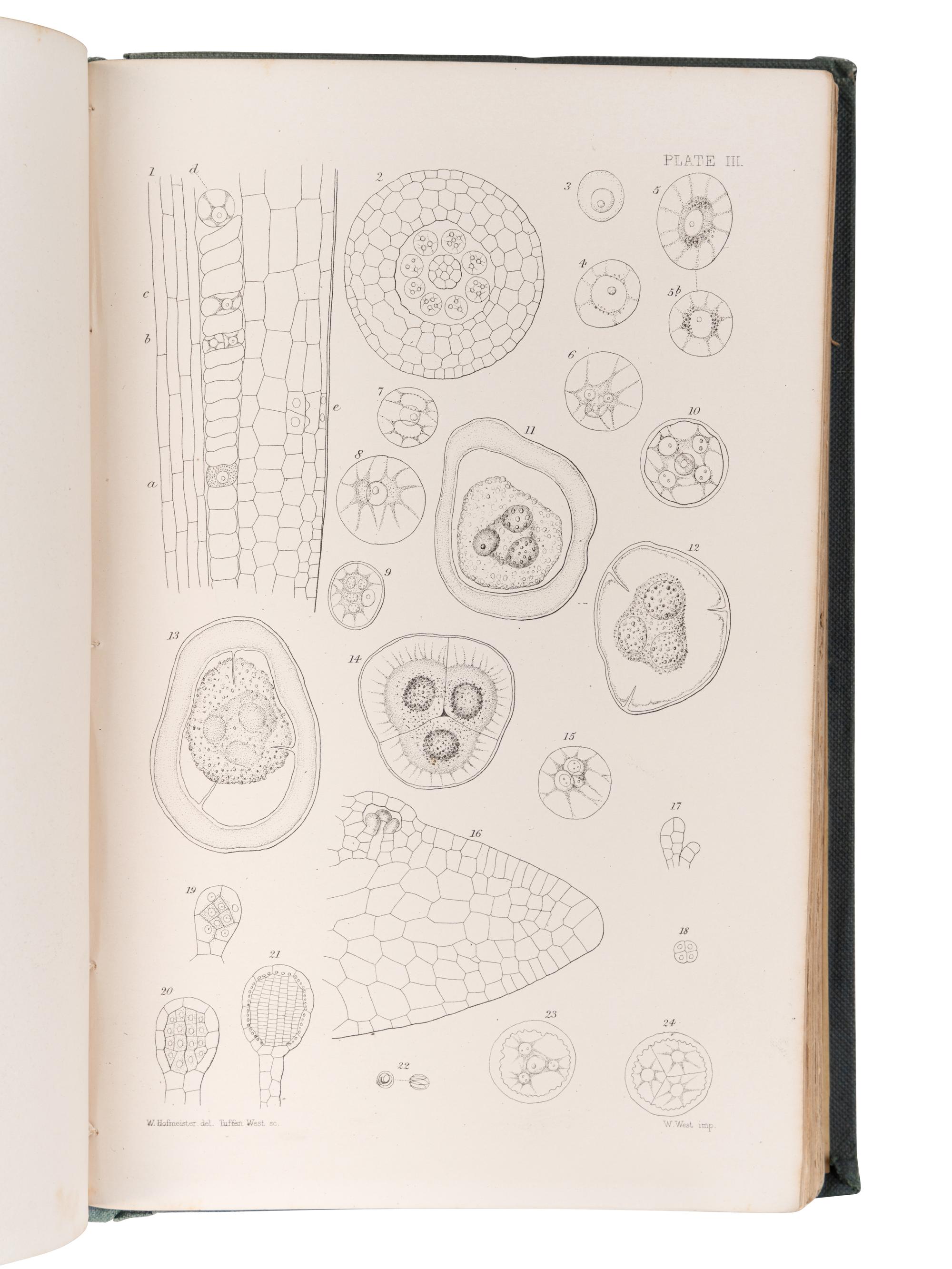 [BOTANY -- PLANT HYBRIDIZATION]. A group of 25 works, including: