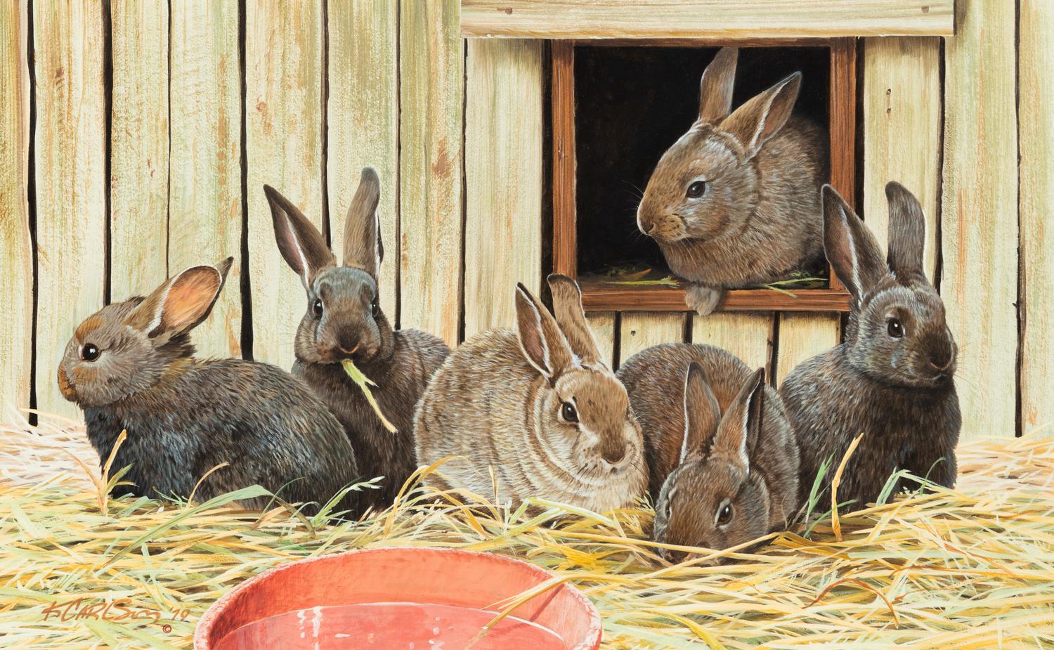 Domestic Rabbits