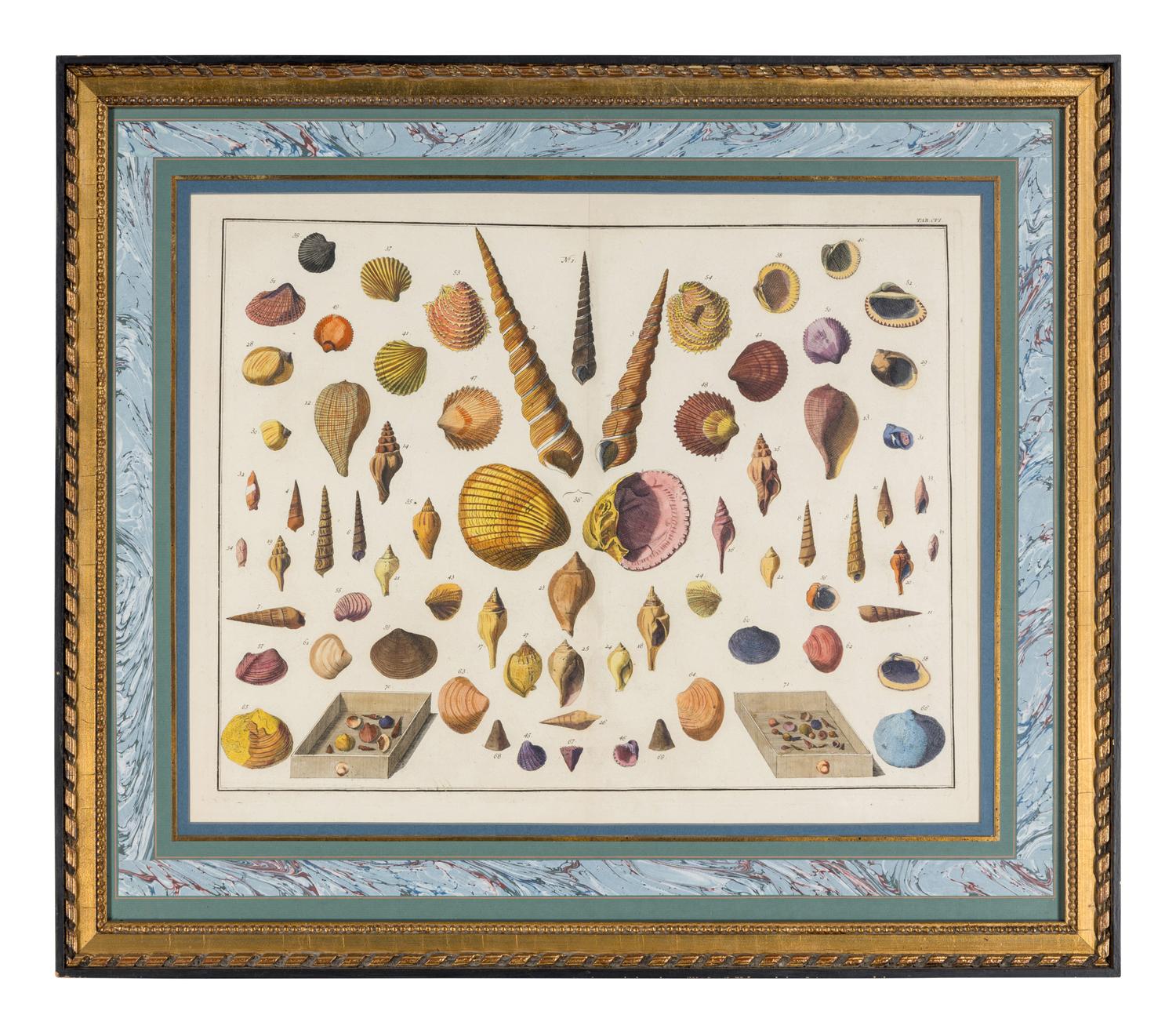 Five Framed Hand-Colored Engravings Depicting Mineral and Shell Specimens