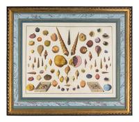 Five Framed Hand-Colored Engravings Depicting Mineral and Shell Specimens