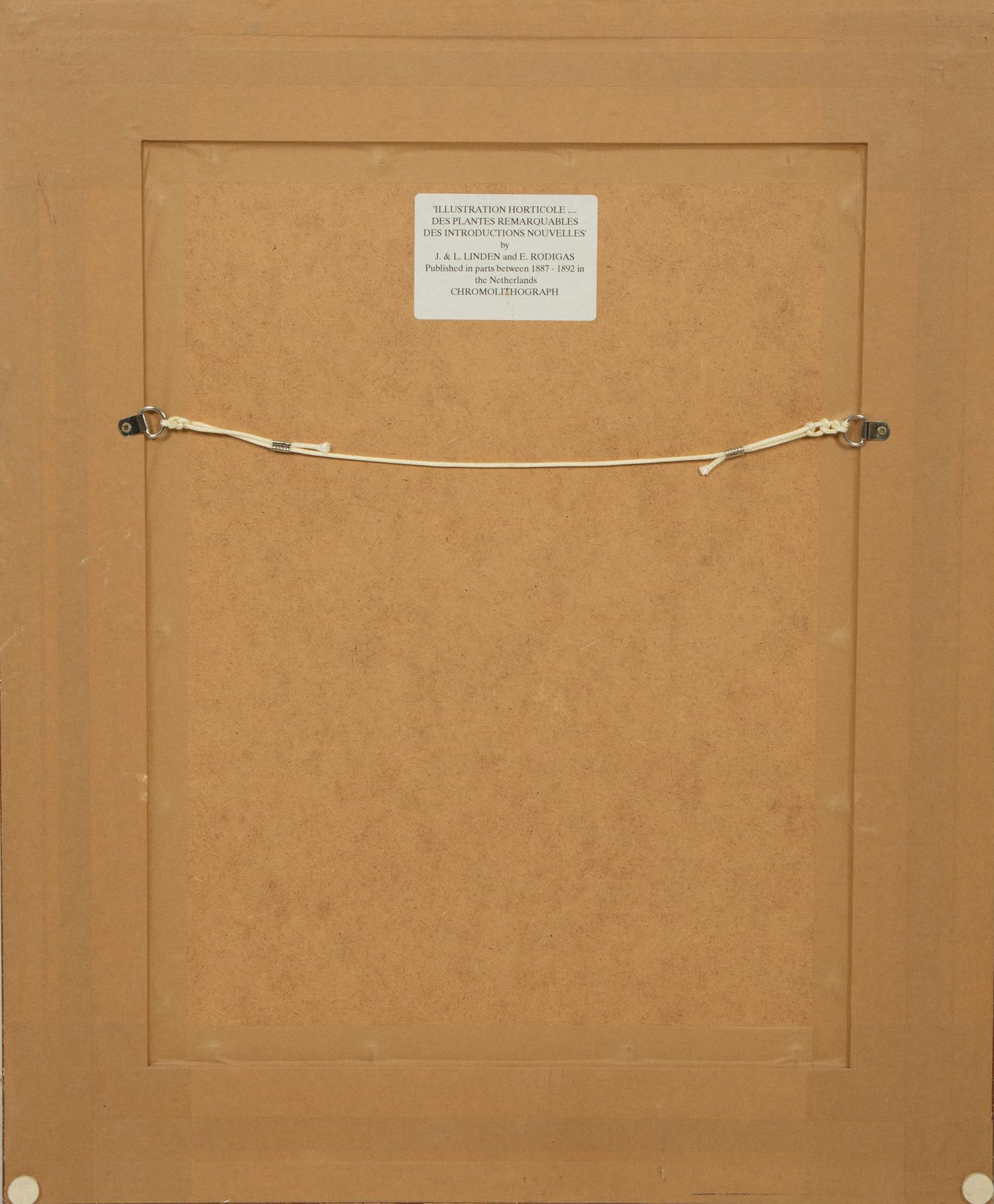 Seven Gilt Framed Botanical Chromolithgraphs After J. Linden and Others — 20TH CENTURY