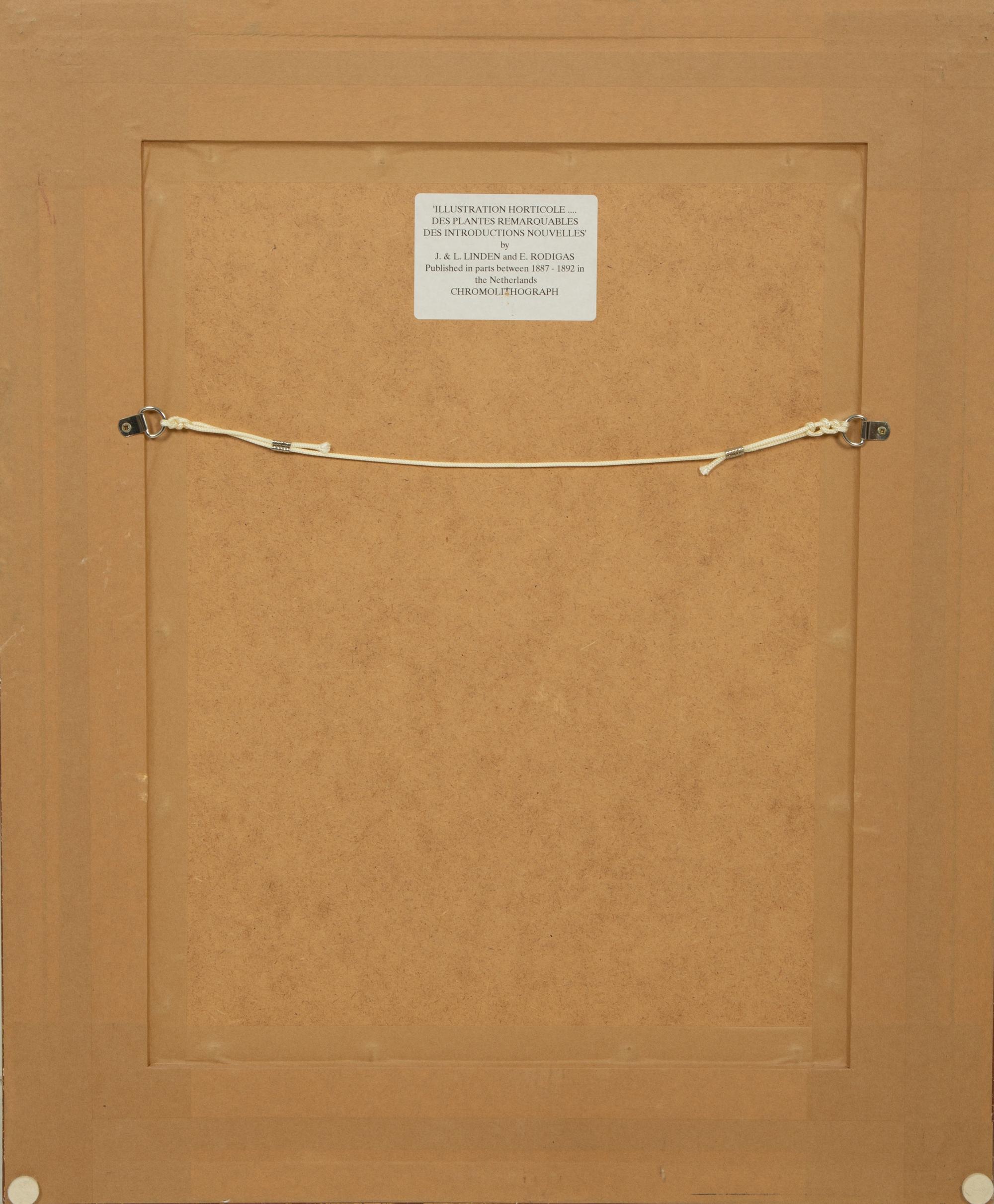 Seven Gilt Framed Botanical Chromolithgraphs After J. Linden and Others — 20TH CENTURY