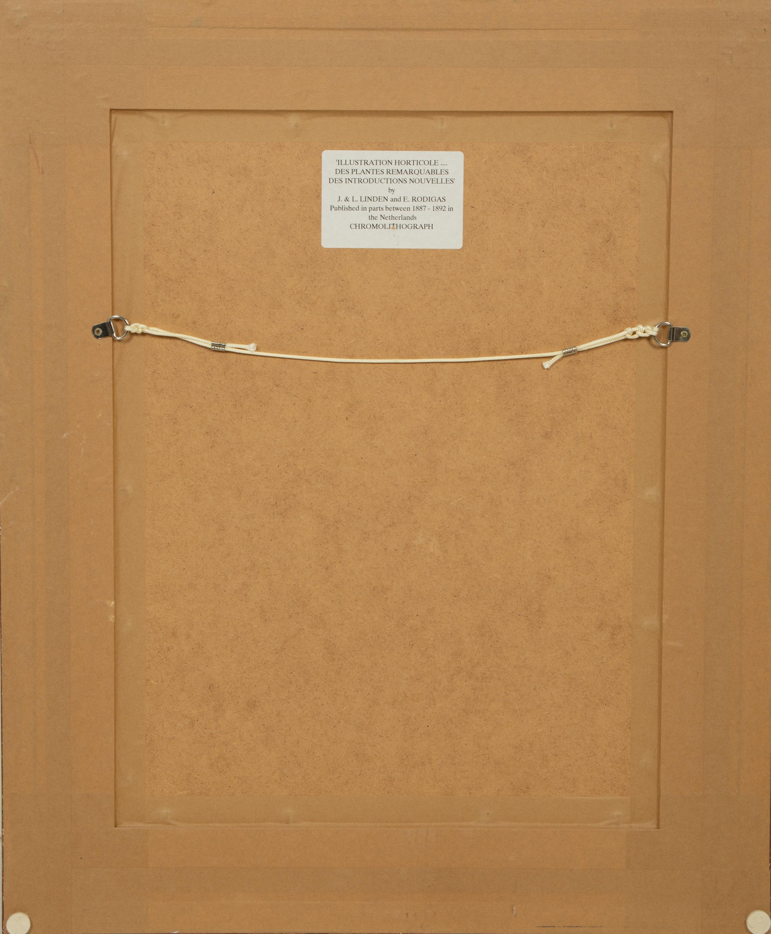 Seven Gilt Framed Botanical Chromolithgraphs After J. Linden and Others — 20TH CENTURY