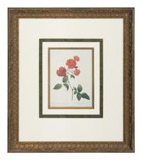 A Set of Six Chromolithographs of Roses after Pierre Joseph Redouté