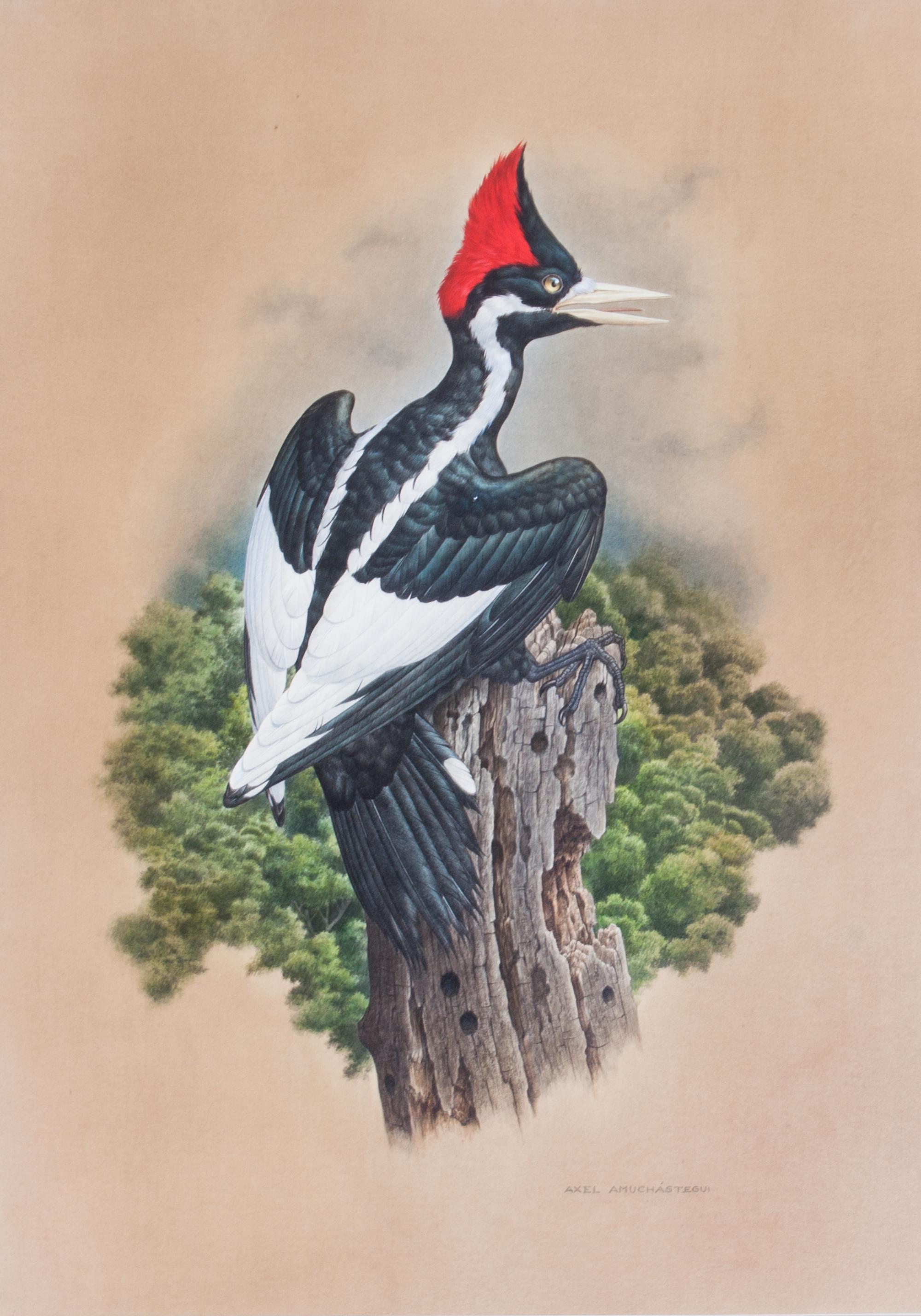 Axel Amuchastegui, (Argentinean, 1921-2002), Ivory-billed Woodpecker
