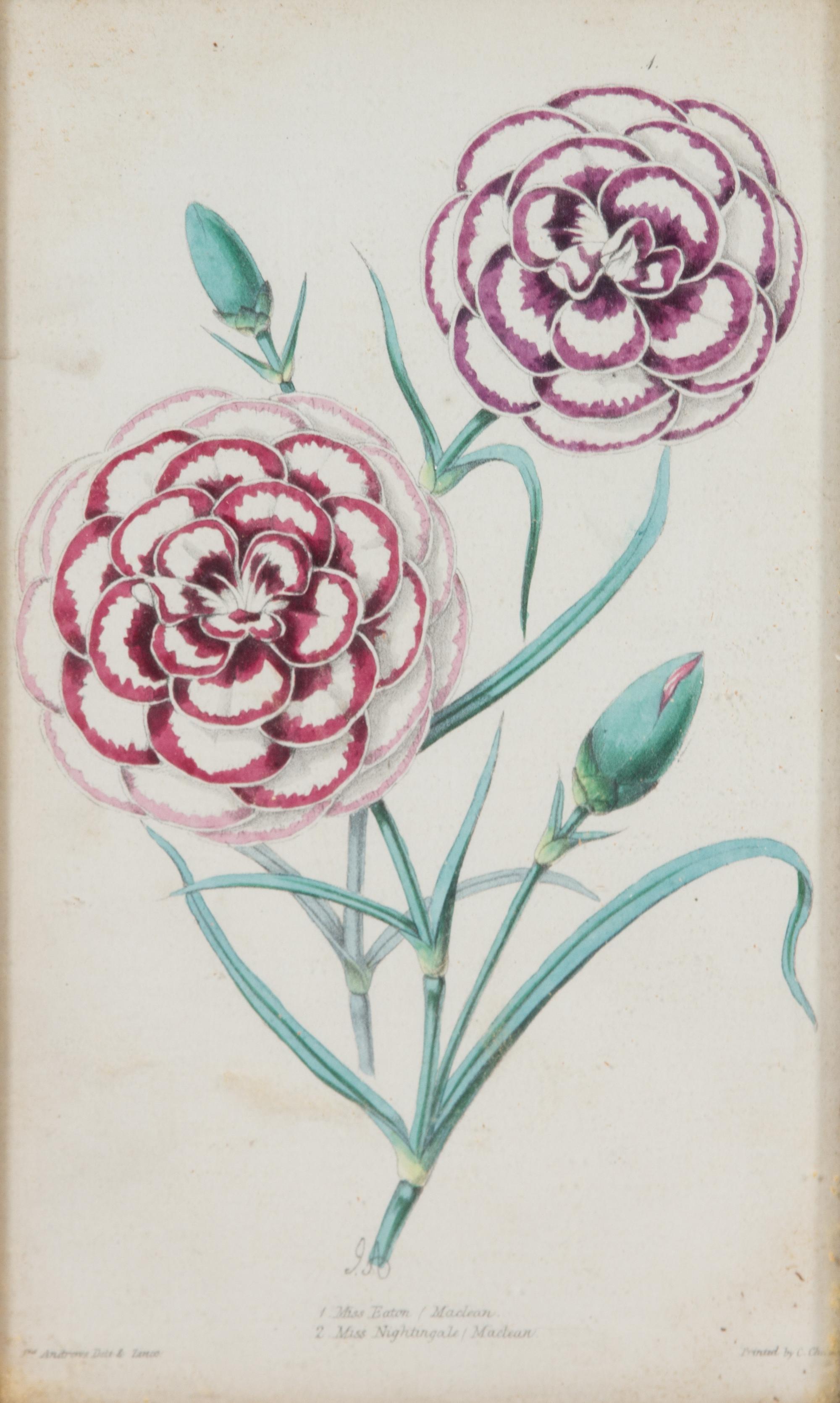 A Group of Seven Botanical Lithographs Height of each plate 8 x width 5 inches. — 20TH CENTURY