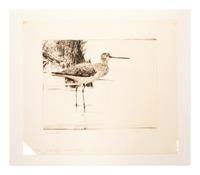 Yellowlegs No. 4