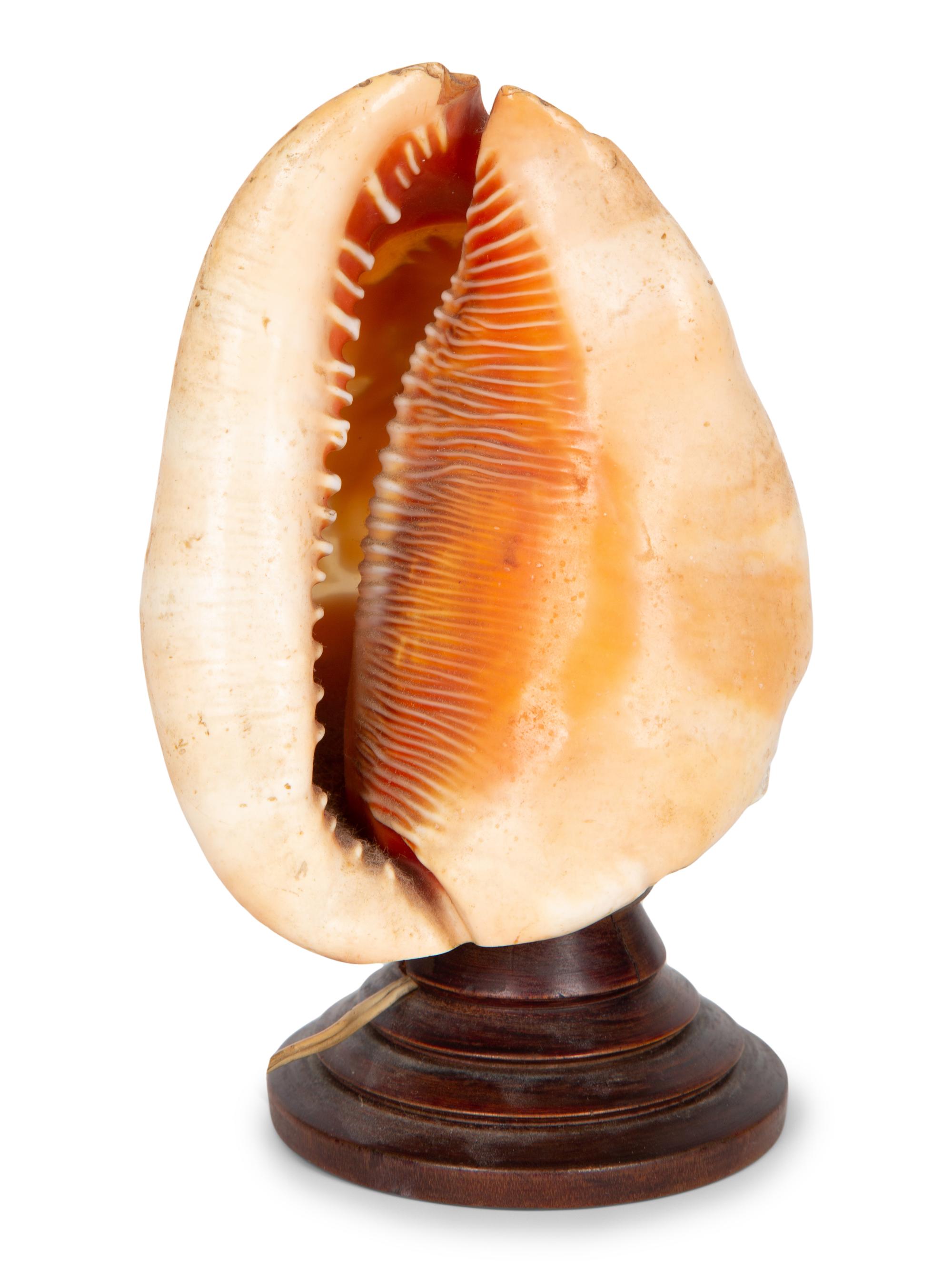 An Italian Cameo Carved Shell of Four Muses — 20TH CENTURY