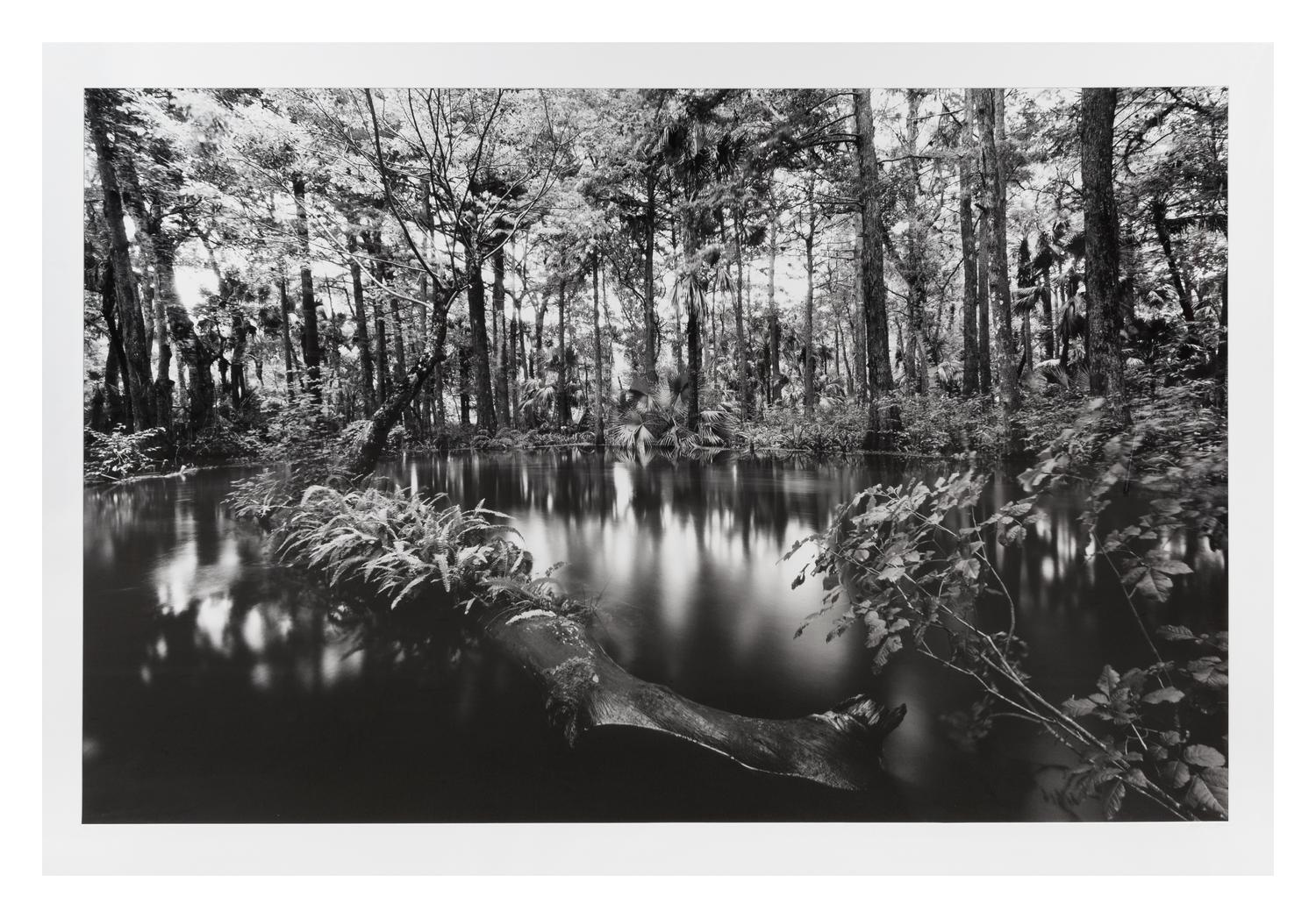 Clyde Butcher, (American, b. 1941), Loxahatchee River #1