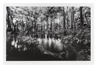 Clyde Butcher, (American, b. 1941), Loxahatchee River #1
