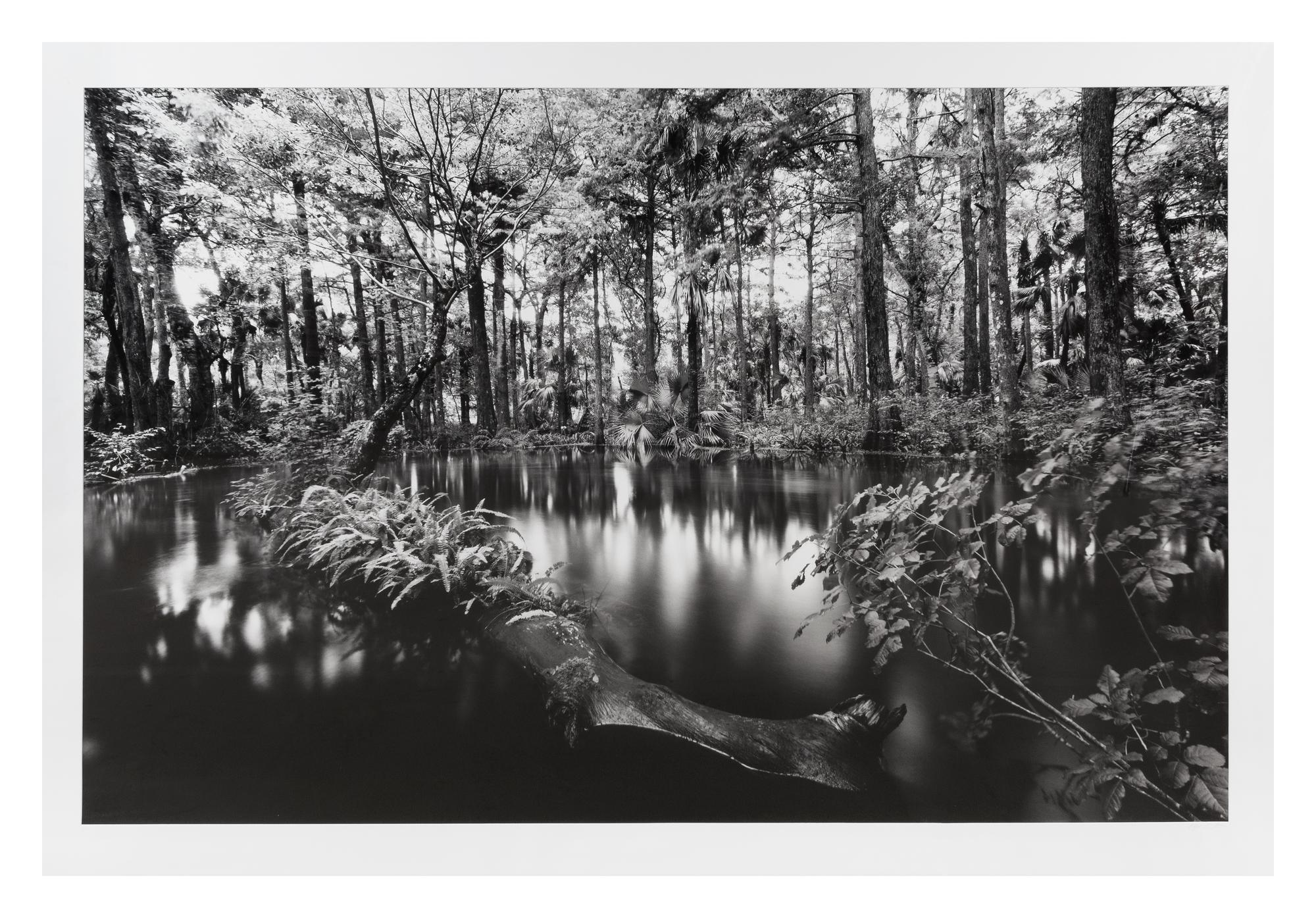 Clyde Butcher, (American, b. 1941), Loxahatchee River #1
