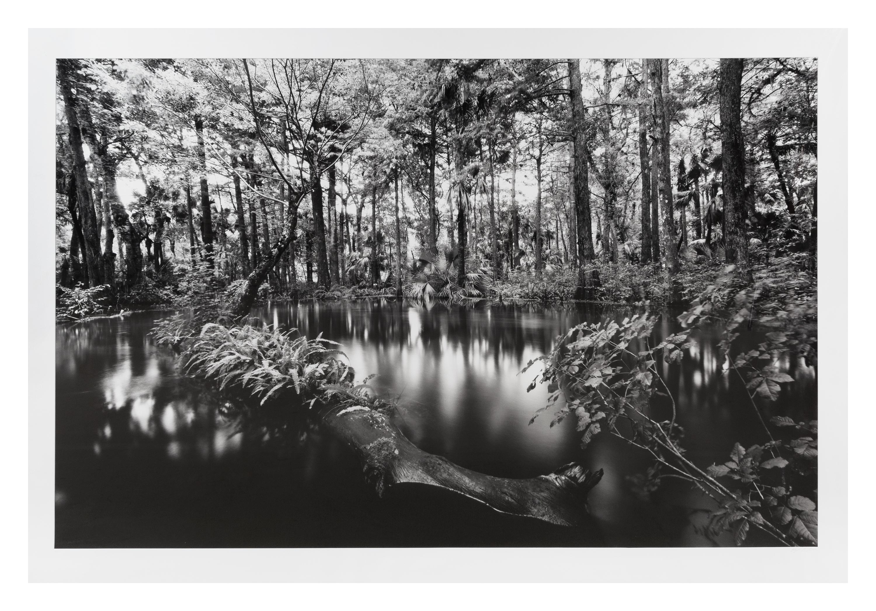 Clyde Butcher, (American, b. 1941), Loxahatchee River #1