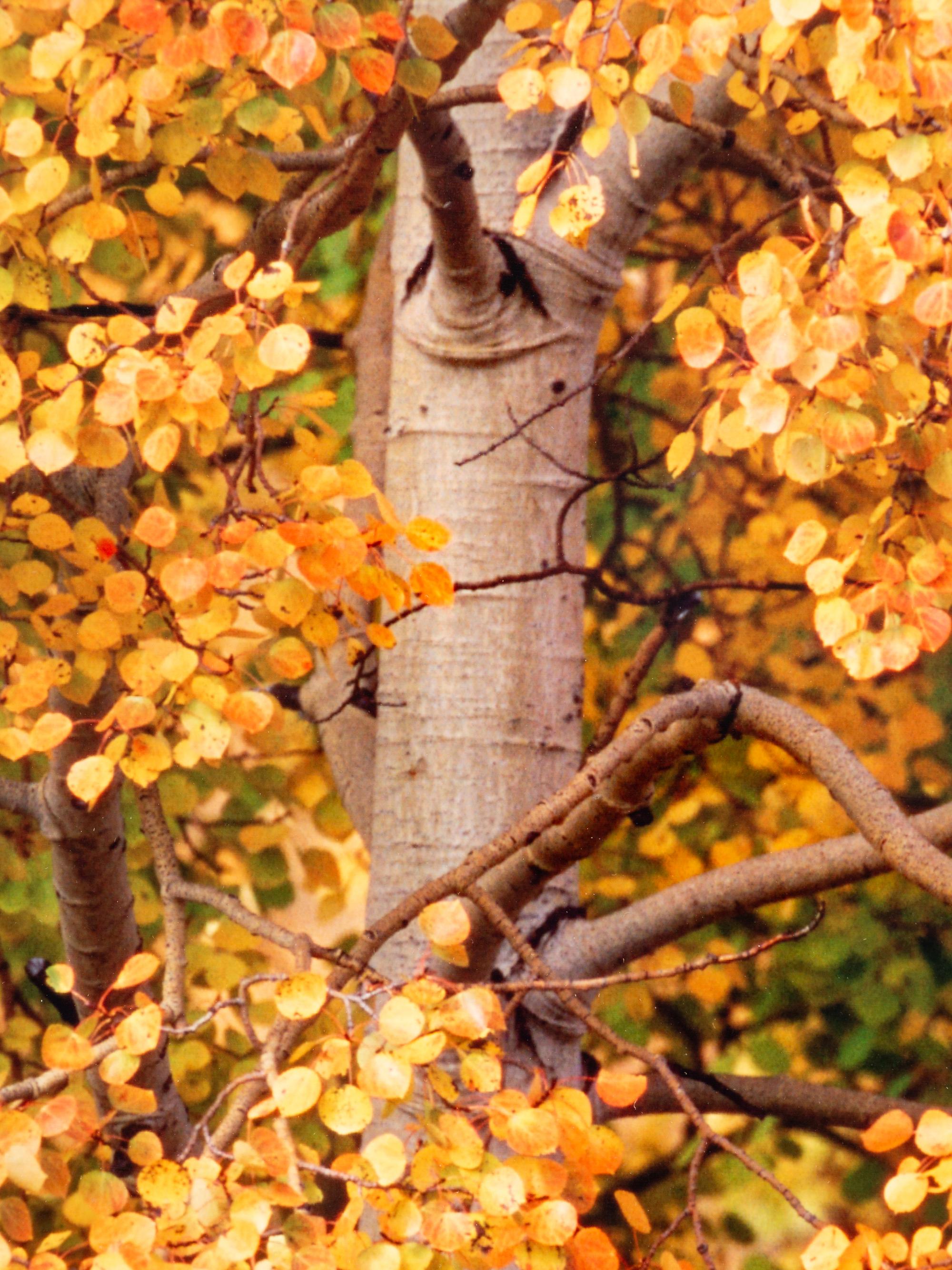 Edge of Fall , edition 187/2500