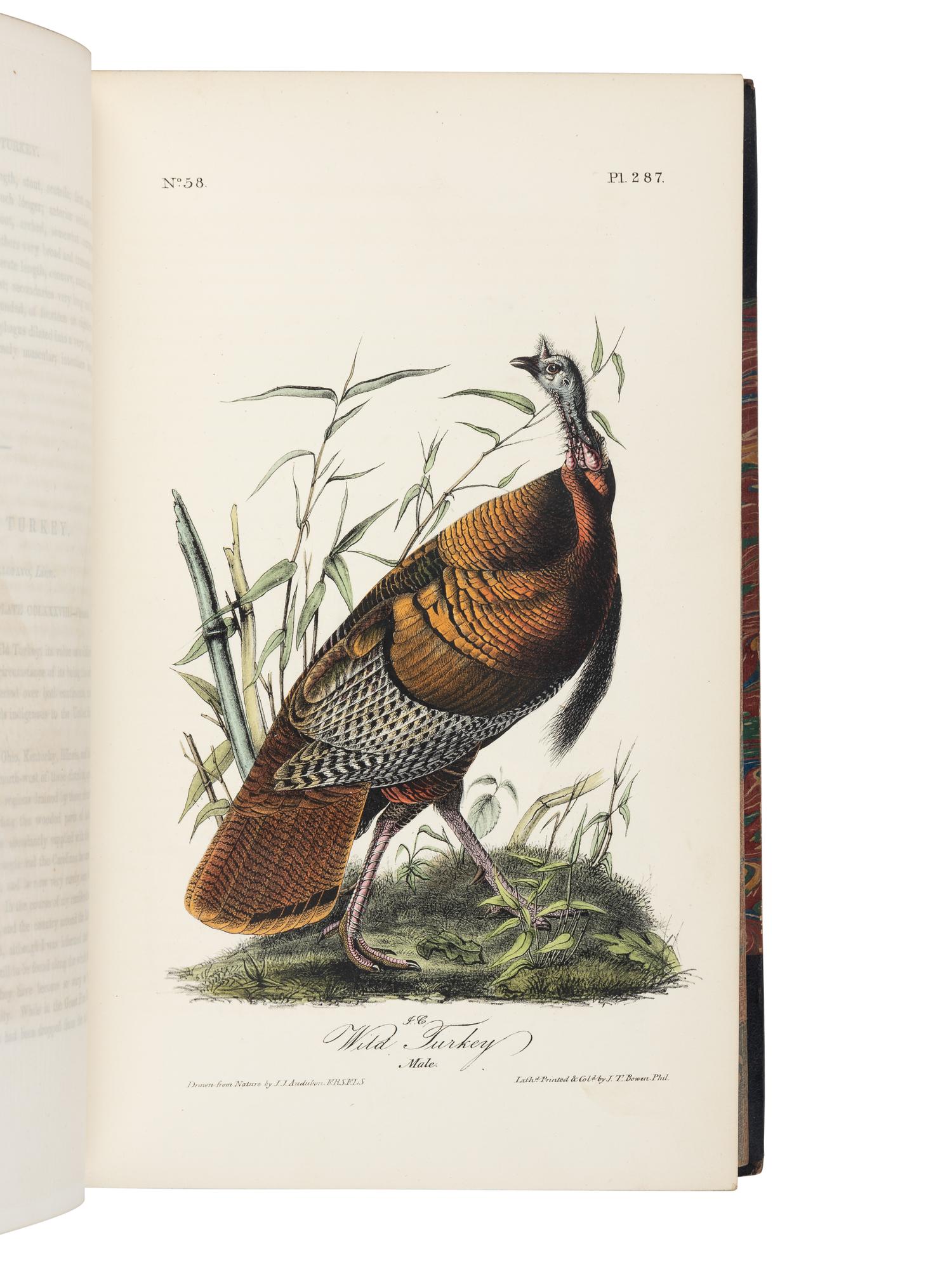 AUDUBON, John James (1785-1851). The Birds of America, from Drawings Made in the United States and their Territories. New York and Philadelphia: J.J. Audubon and J.B. Chevalier, [1839-] 1840-1844.