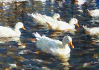 Ramon Kelley, (American, b. 1939), Los Patos