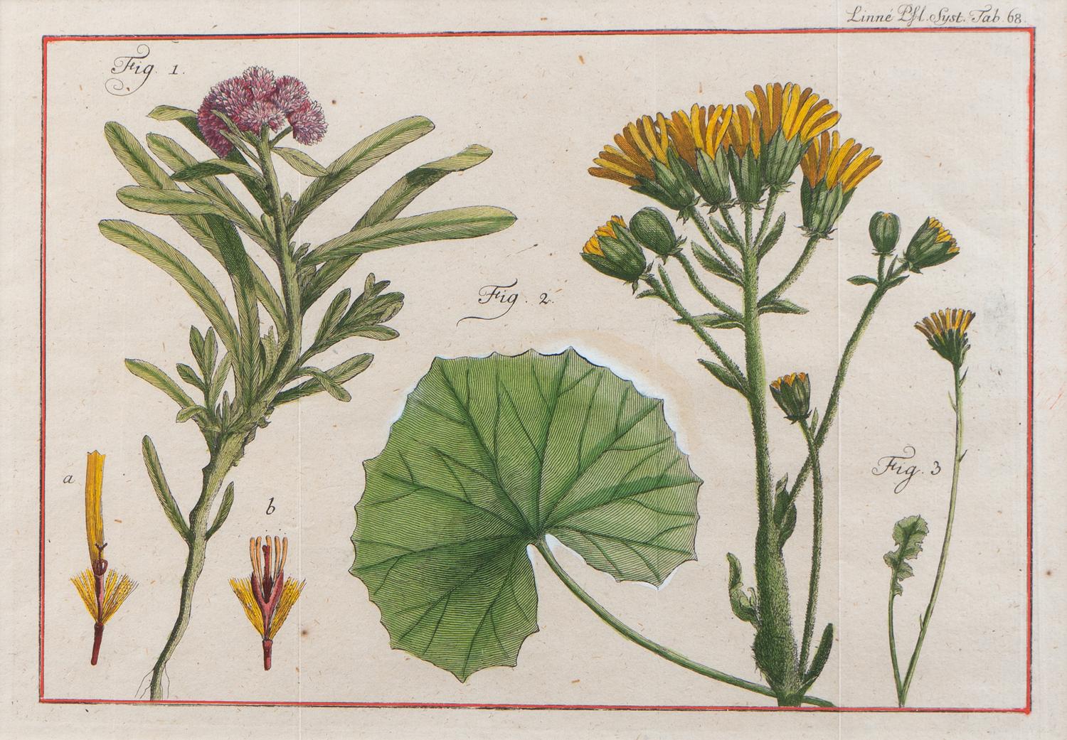 Two Pairs of Hand-Colored Engravings After Henri-Joseph Redoute and Carl Linnaeus — LATE 18TH CENTURY