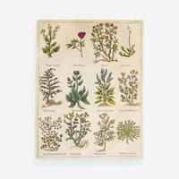 [Science, Medicine, & Mathematics] [Culpeper, Nicholas] Sibly, E(benezer). Culpeper's English Physician; and Complete Herbal...