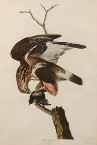 AUDUBON, John James (1785-1851)