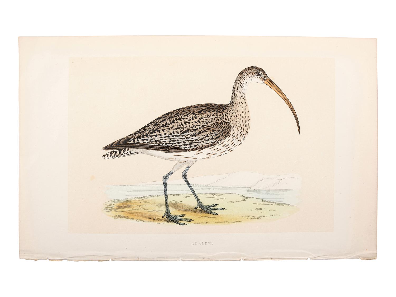 A Collection of Engravings from A History of British Birds , Rev. Francis Orpen Morris (Irish, 1810-1893)