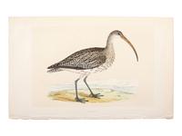 A Collection of Engravings from A History of British Birds , Rev. Francis Orpen Morris (Irish, 1810-1893)