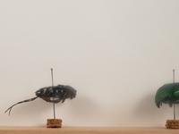Insects