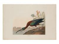 AUDUBON, John James (1785-1851)