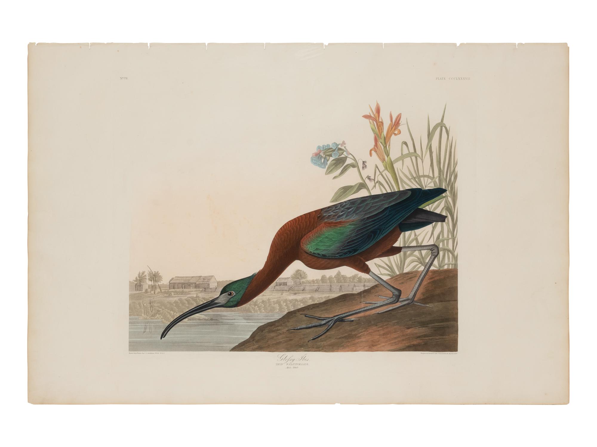 AUDUBON, John James (1785-1851)