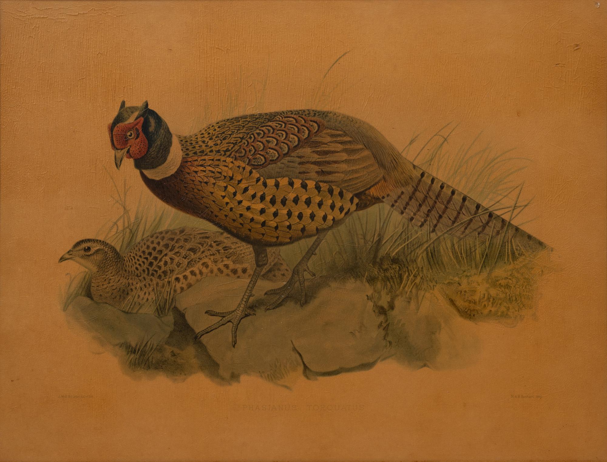 A Pair of Pheasant Prints (19th/20th Century)