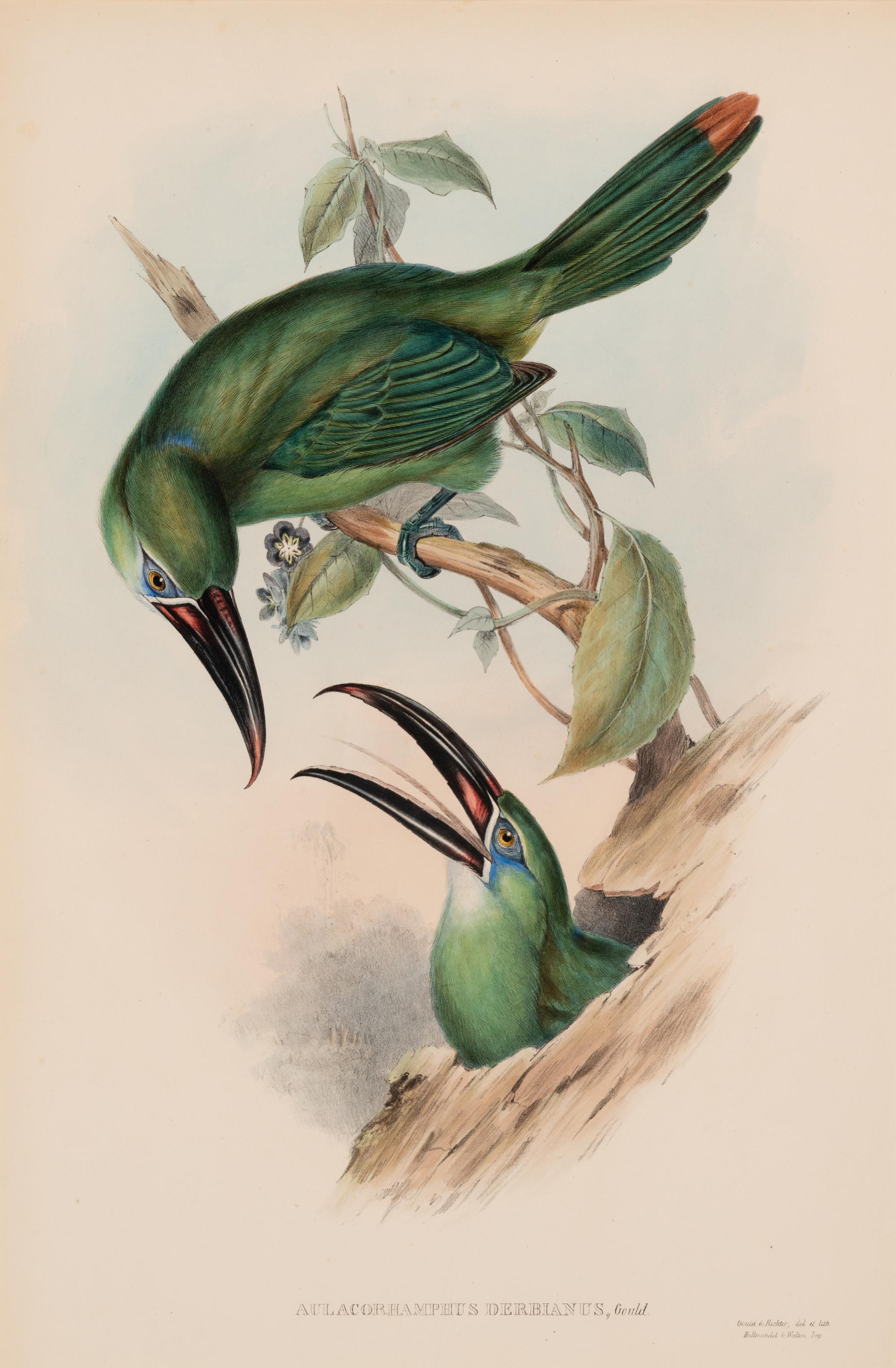 GOULD, John (1804-1881). Pteroglossus derbianus . London, 1833-34.