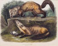 AUDUBON, John James (1785-1851), after Pine Marten (Plate CXXXVIII) Mustela Martes