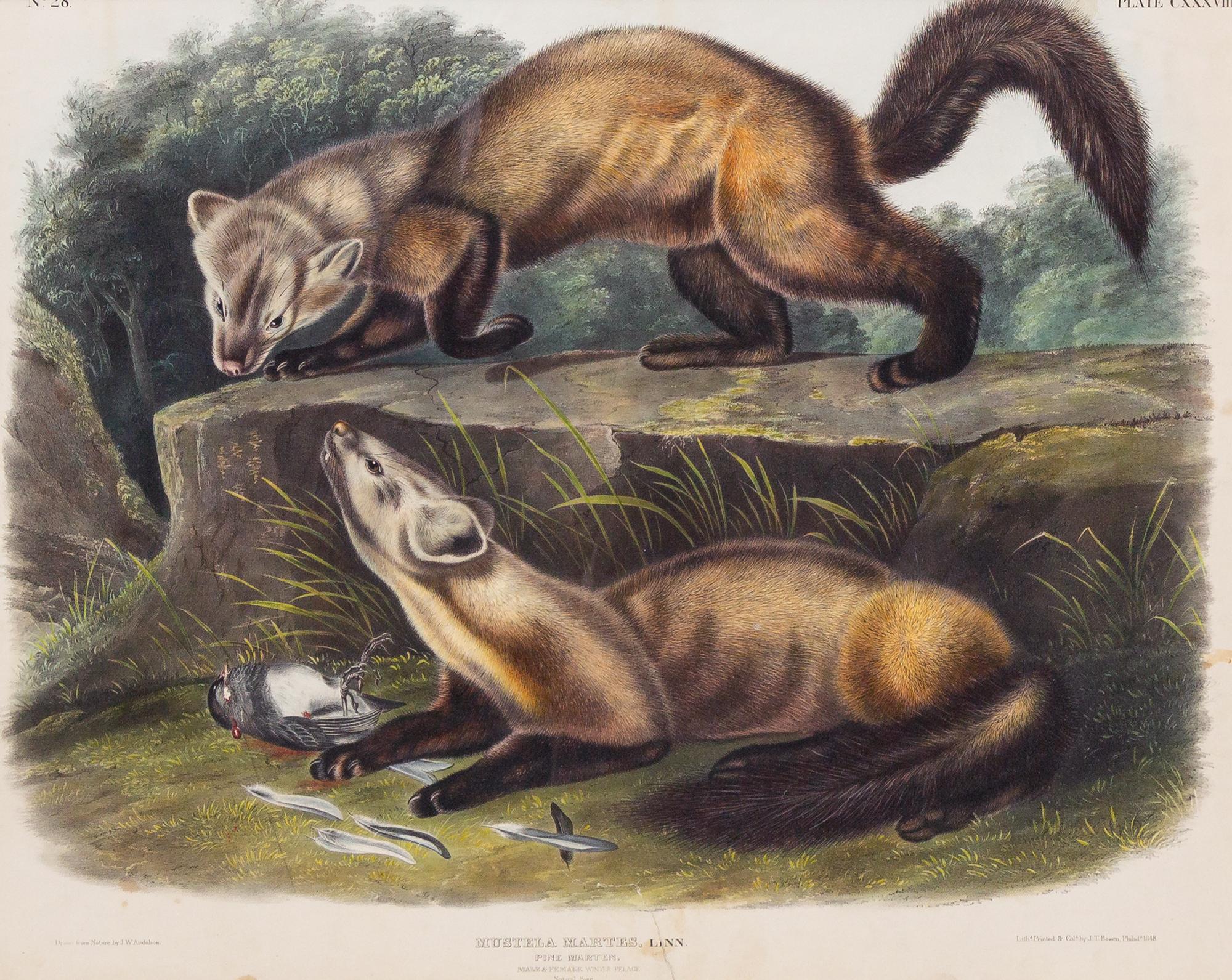 AUDUBON, John James (1785-1851), after Pine Marten (Plate CXXXVIII) Mustela Martes