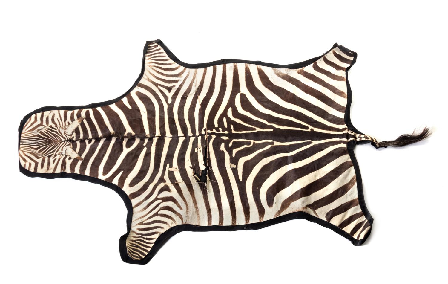 A Taxidermy Zebra Rug 7 feet 3 inches x 5 feet. — 20TH CENTURY