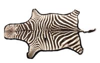 A Taxidermy Zebra Rug 7 feet 3 inches x 5 feet. — 20TH CENTURY