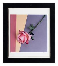 Rose, 1987