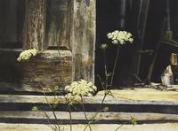 Queen Anne's Lace