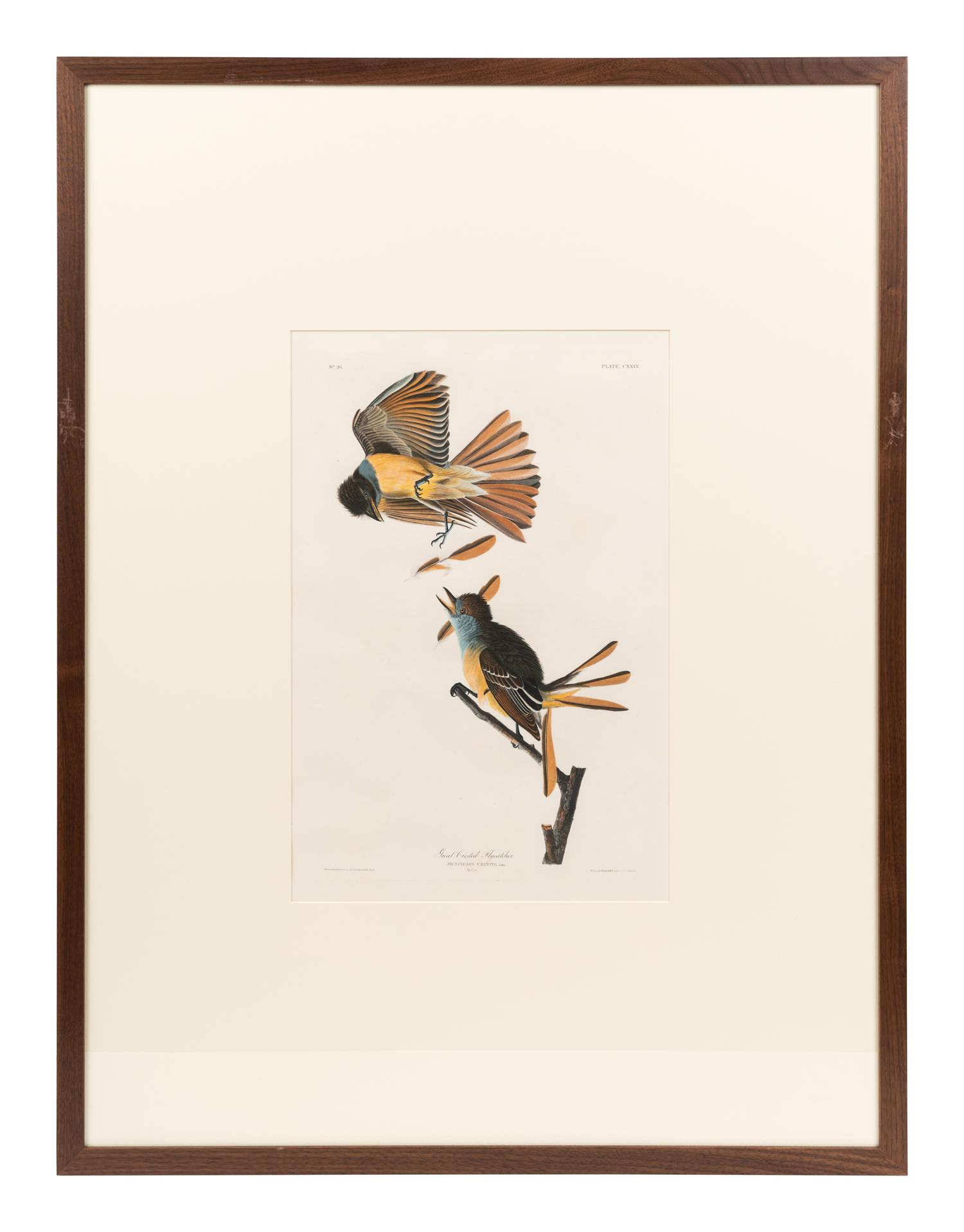 AUDUBON, John James (1785-1851) Great Crested Flycatcher (Plate CXXIX)