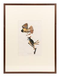AUDUBON, John James (1785-1851) Great Crested Flycatcher (Plate CXXIX)
