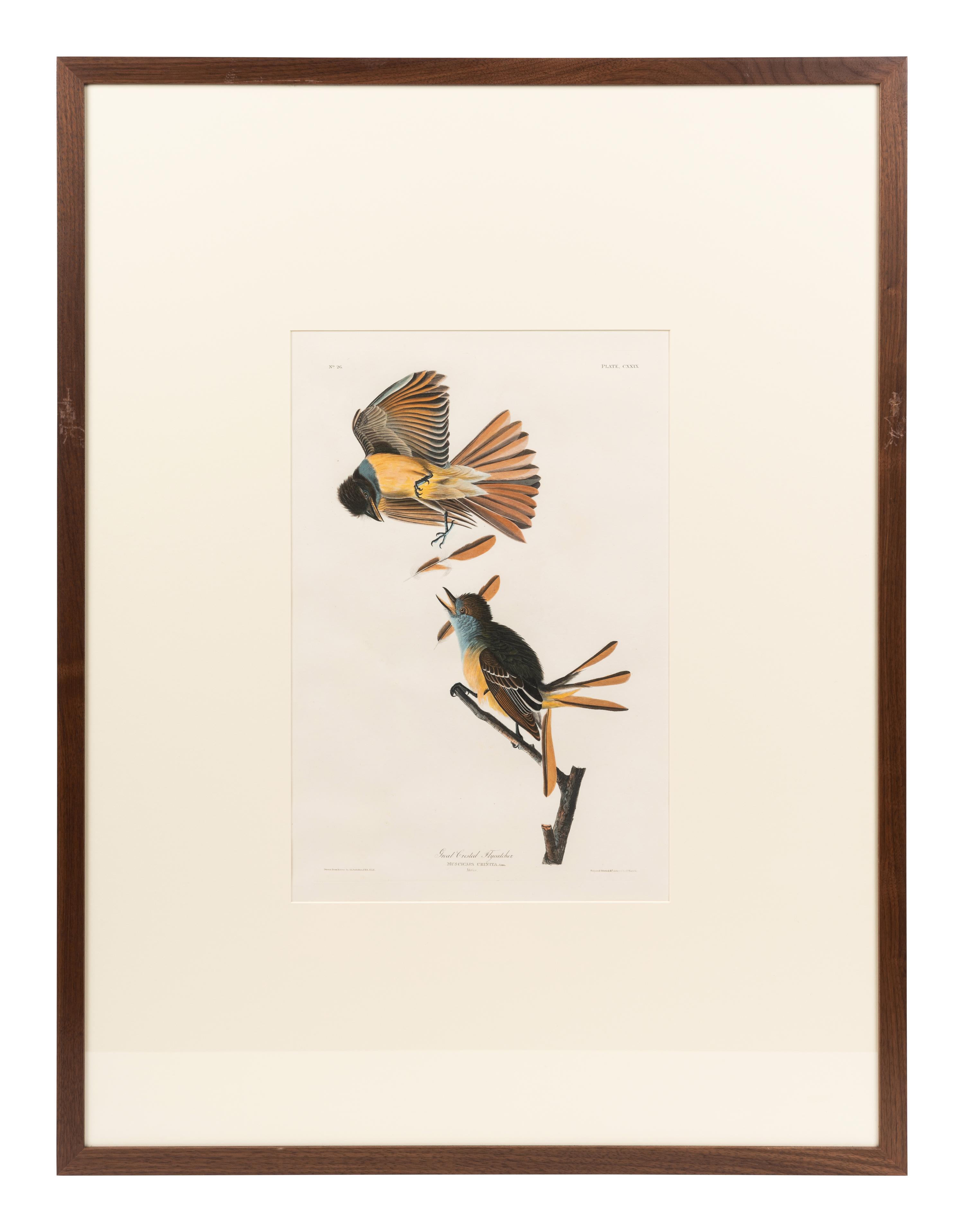 AUDUBON, John James (1785-1851) Great Crested Flycatcher (Plate CXXIX)