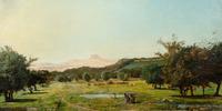 Field of Olive Trees in Provence