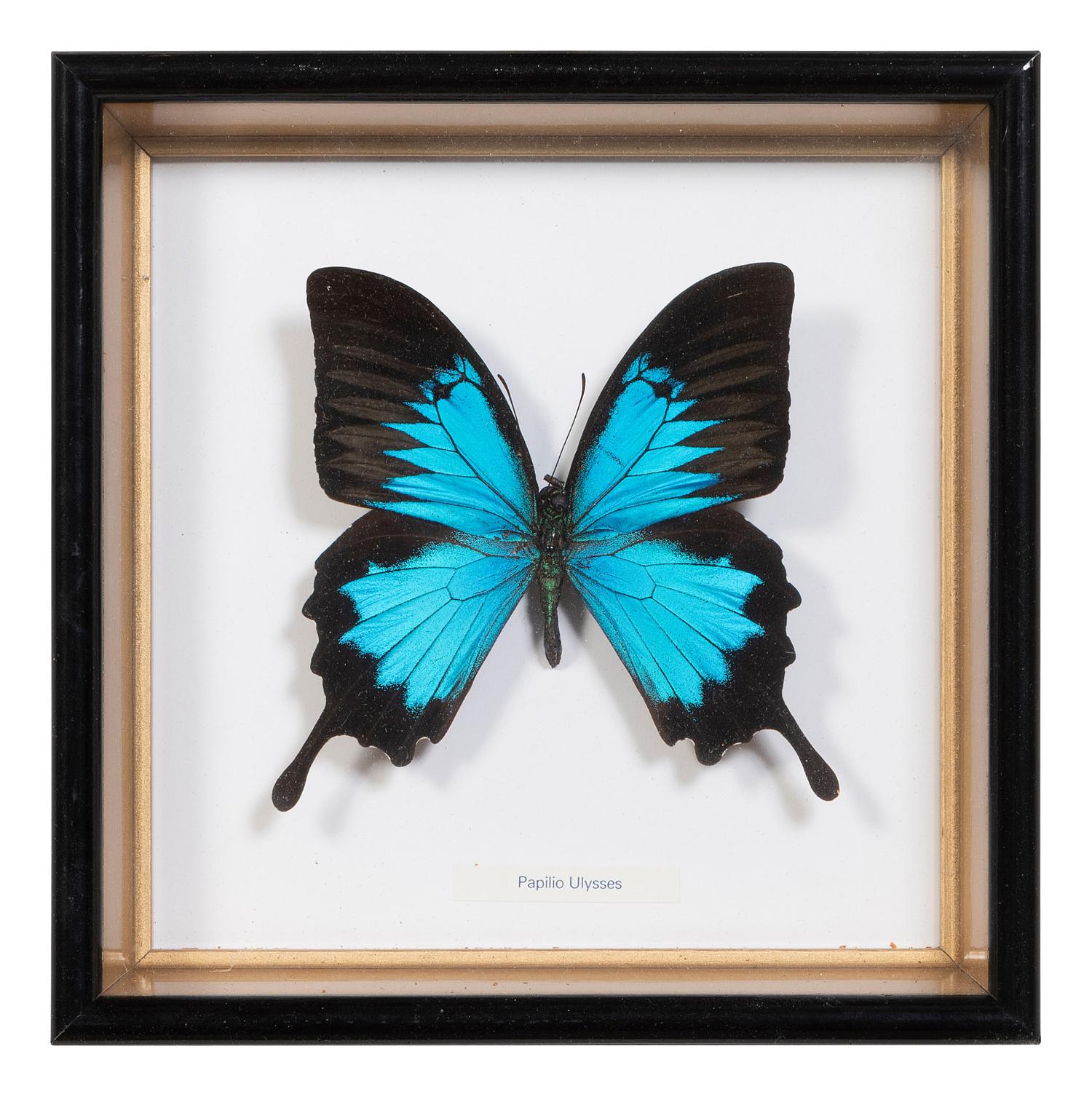 Seven Framed Groups of Lepidopterological Specimens