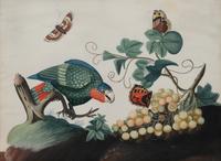 A Set of Six Irish George III Embossed Bird Pictures by Samuel Dixon