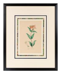 A Collection of Six English Botanical Engravings — 20TH CENTURY