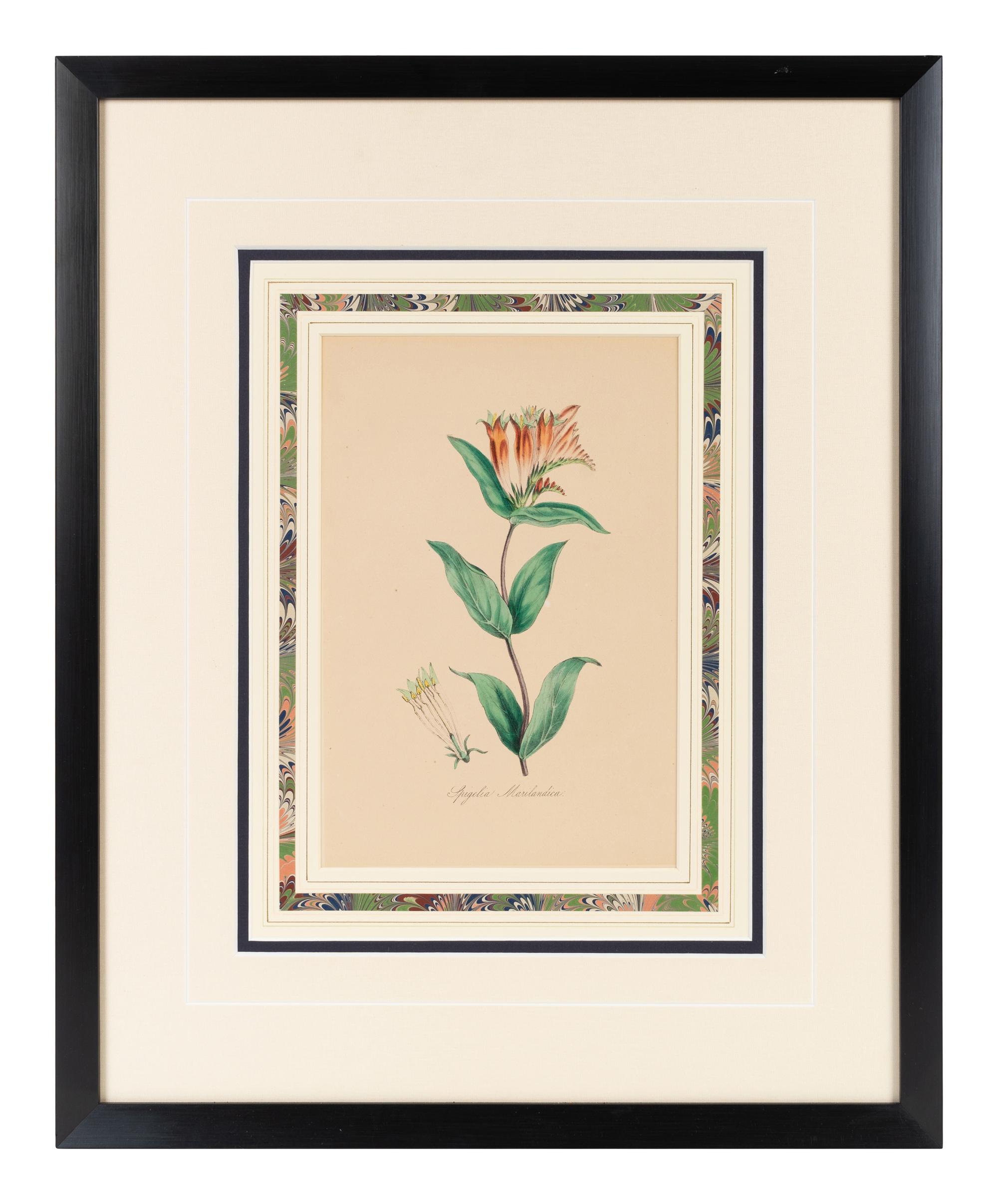 A Collection of Six English Botanical Engravings — 20TH CENTURY
