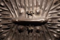 An Amarro Hide Shield