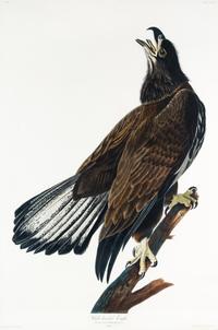 (AUDUBON, JOHN JAMES, after) HAVELL, ROBERT. White-headed Eagle, plate CXXVI, no. 26. Engraving w/hand-coloring from Birds of America.